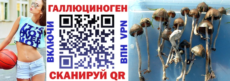 Псилоцибиновые грибы MAGIC MUSHROOMS  купить   Богородск 